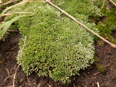 Bryum