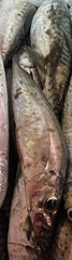 Trachurus symmetricus