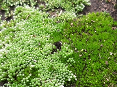 Bryum