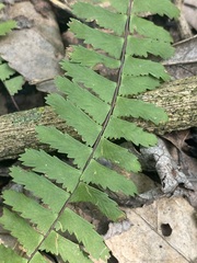 Asplenium monanthes