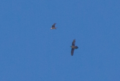 Gypaetus barbatus barbatus
