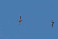 Gypaetus barbatus barbatus
