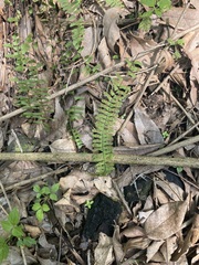 Asplenium monanthes