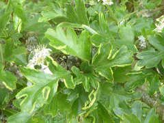 Phyllocoptes goniothorax