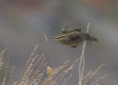 Phylloscopus griseolus