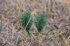 Euphorbia cyparissias