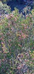 Passerina obtusifolia