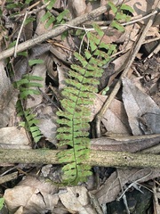 Asplenium monanthes
