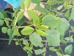 Euphorbia graminea