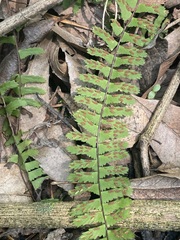 Asplenium monanthes