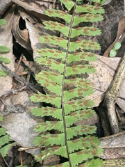 Asplenium monanthes