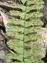 Asplenium monanthes