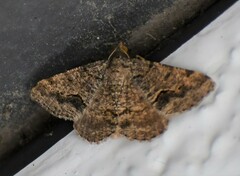 Frederickia s-signata