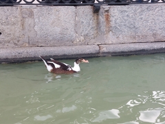 Cairina moschata domestica