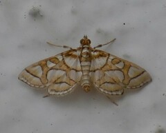 Pseudopyrausta santatalis