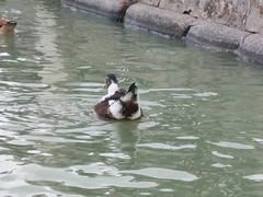 Cairina moschata domestica