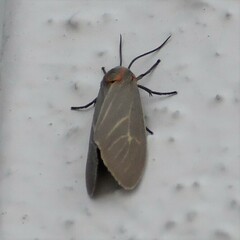 Pygarctia pterygostigma