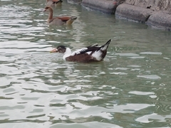 Cairina moschata domestica
