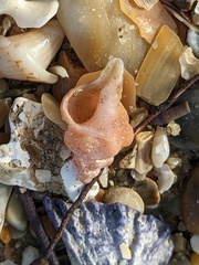 Chicoreus denudatus