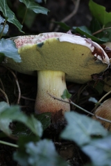 Caloboletus radicans