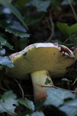 Caloboletus radicans