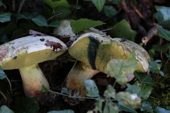 Caloboletus radicans