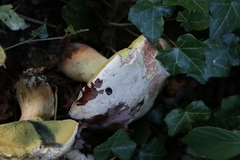 Caloboletus radicans