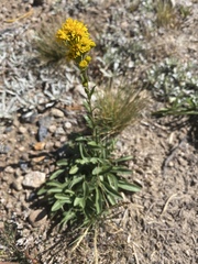 Solidago multiradiata