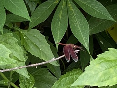 Neurothemis fluctuans