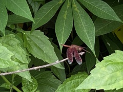 Neurothemis fluctuans