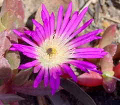 Disphyma crassifolium