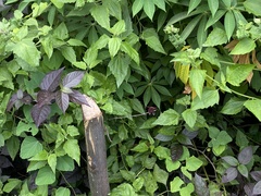 Neurothemis fluctuans