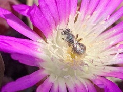 Disphyma crassifolium