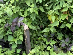 Neurothemis fluctuans