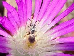 Disphyma crassifolium