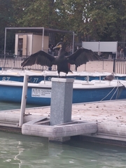 Phalacrocorax carbo