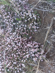 Helichrysum caespititium