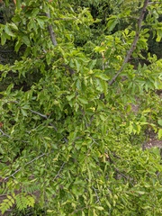 Carpinus orientalis