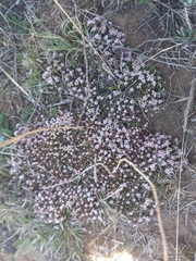 Helichrysum caespititium