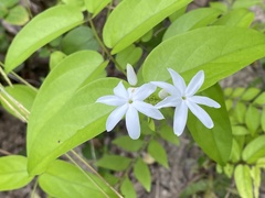 Jasminum