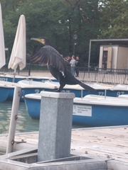 Phalacrocorax carbo