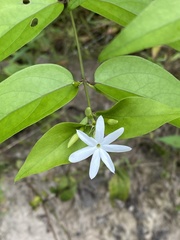 Jasminum