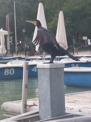Phalacrocorax carbo