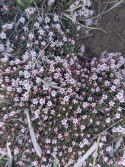 Helichrysum caespititium
