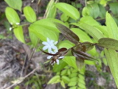 Jasminum