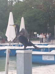 Phalacrocorax carbo
