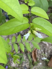 Jasminum