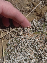 Helichrysum caespititium