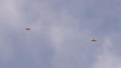 Accipiter nisus