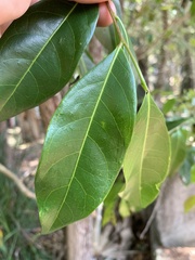 Glochidion ferdinandi